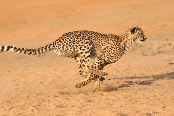 Cheetah running at full speed in South Africa (Acinonyx jubatus)